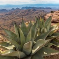 Aloe in high desert